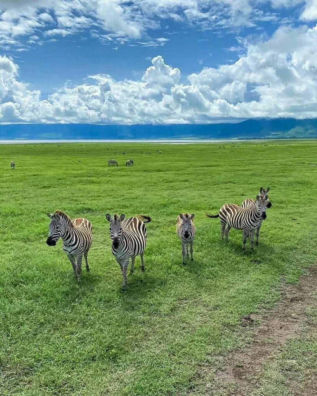 Ngorongoro